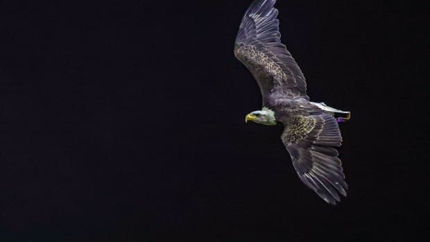 War Eagle Generic Photo